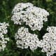 Achillée Millefeuille - Achillea millefolium L.