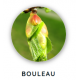 Macérat de bourgeons de bouleau