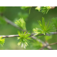 Macérat de bourgeons de mélèze