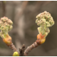 Macérat de bourgeons de sorbier