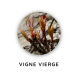 Macérat de bourgeons de vigne vierge