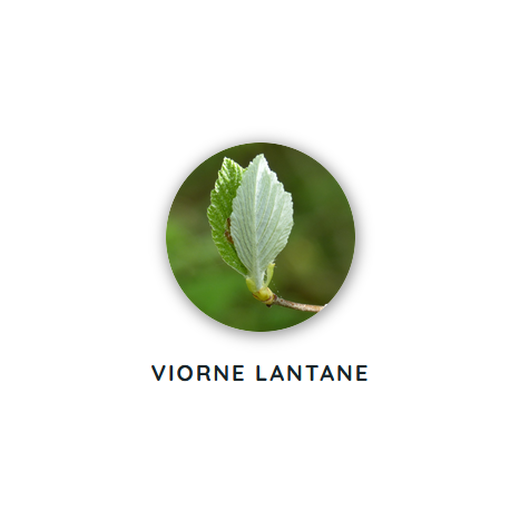 Macérat de bourgeons de viorne lantane